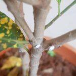 How To Get Rid of Mealybugs From Houseplants