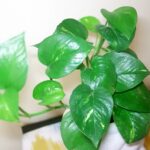 Pothos Houseplant