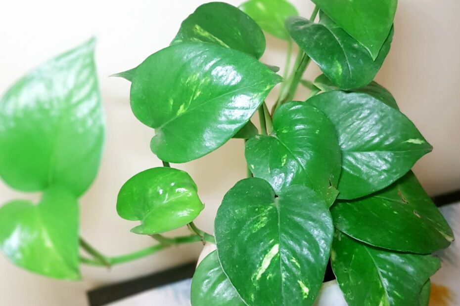 Pothos Houseplant