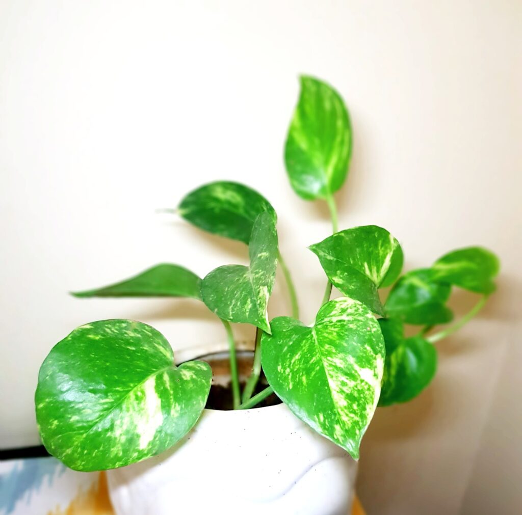 Golden Pothos Plant