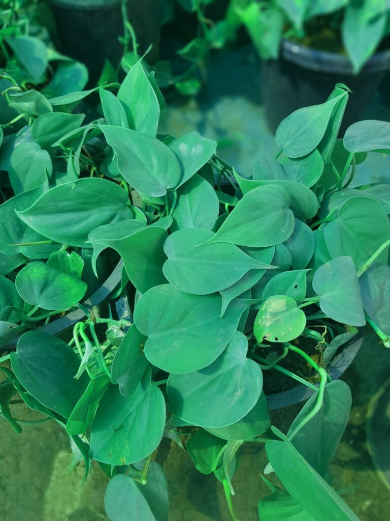 Jade Pothos Plant