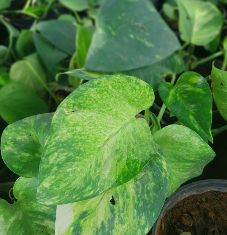 Jessenia Pothos Plant