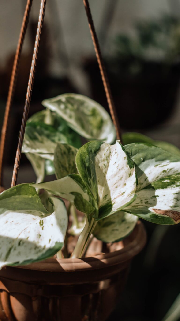 Manjula Pothos Plant