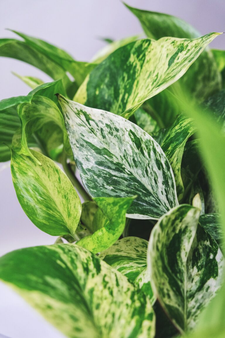 Marble Queen Pothos Plant