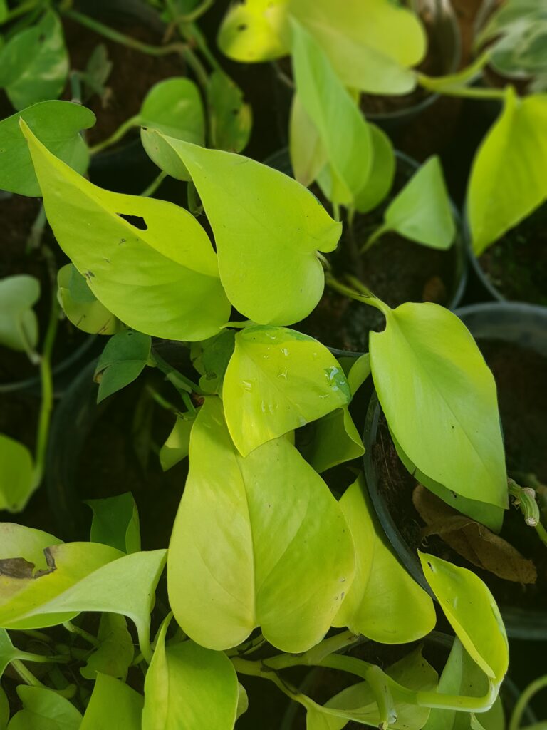 Neon Pothos Plant