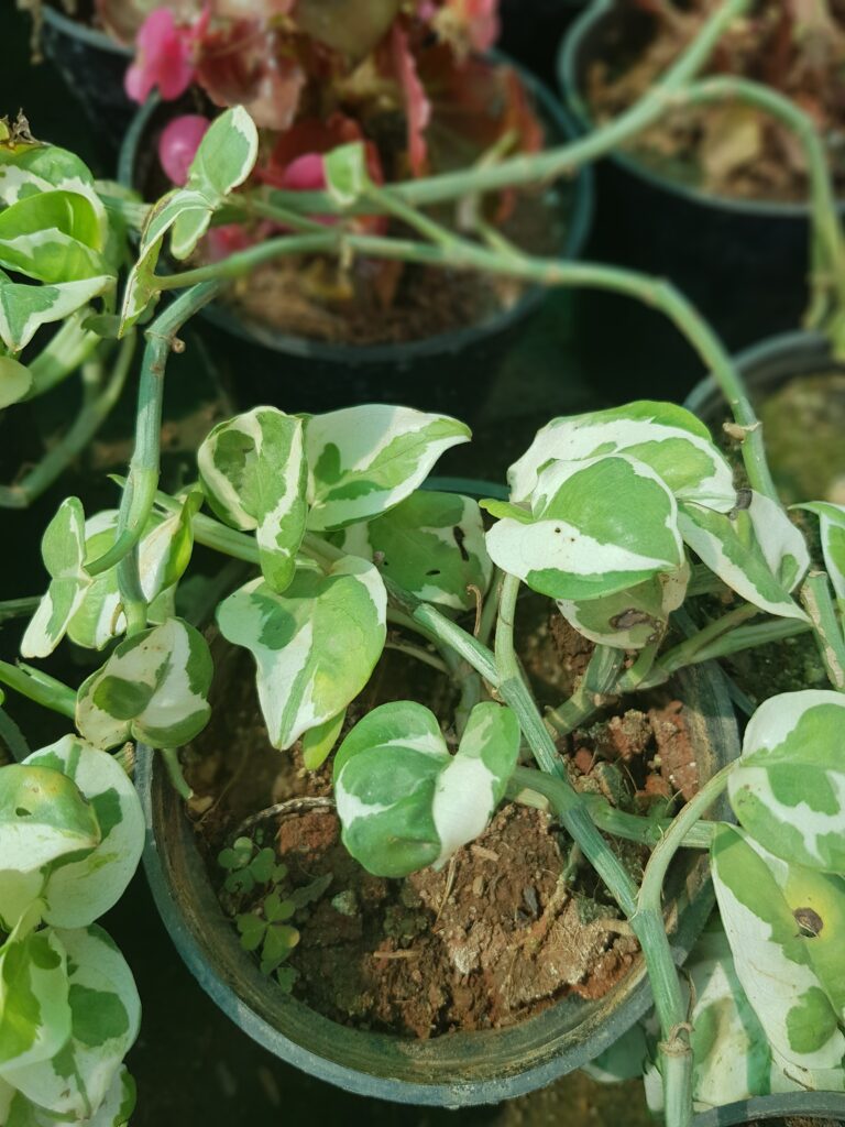 Njoy Pothos Plant