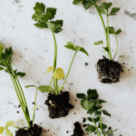 3 Easy-To-Grow Herbs For Beginners