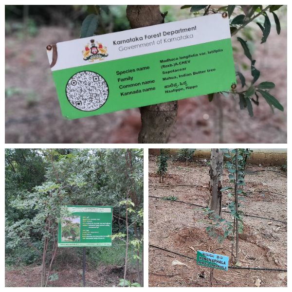 Kadugodi Tree Park Species