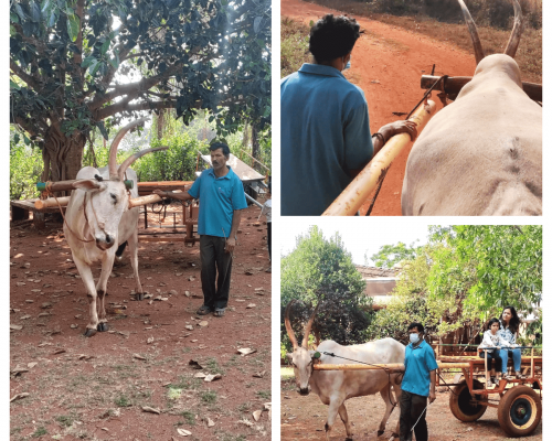 our_native_village_bullock_cart